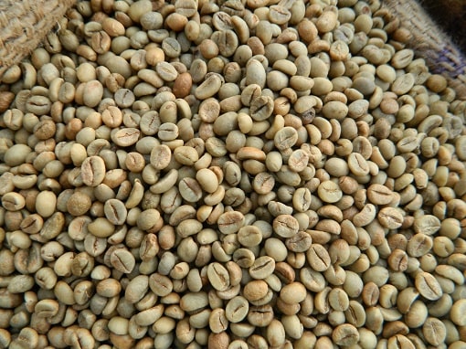 green robusta coffee beans-min